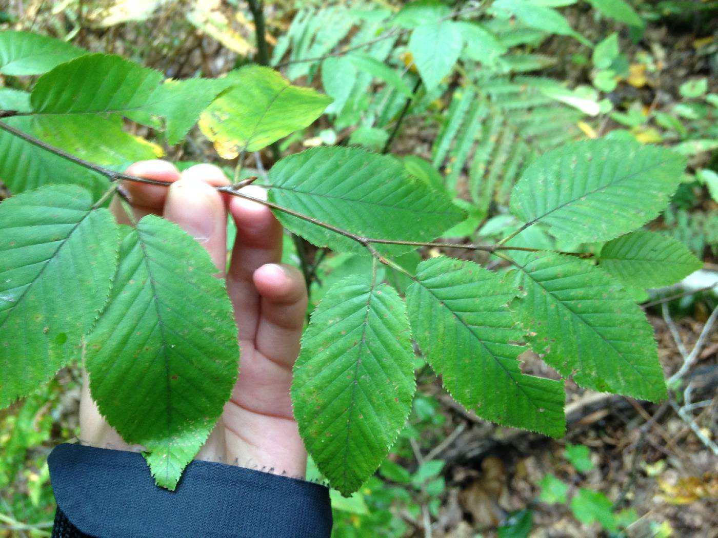 Betula lenta image