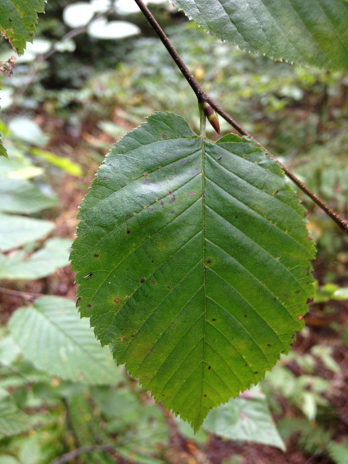 Betula lenta image