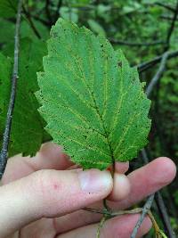 Viburnum dentatum image