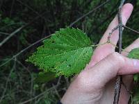 Viburnum dentatum var. lucidum image