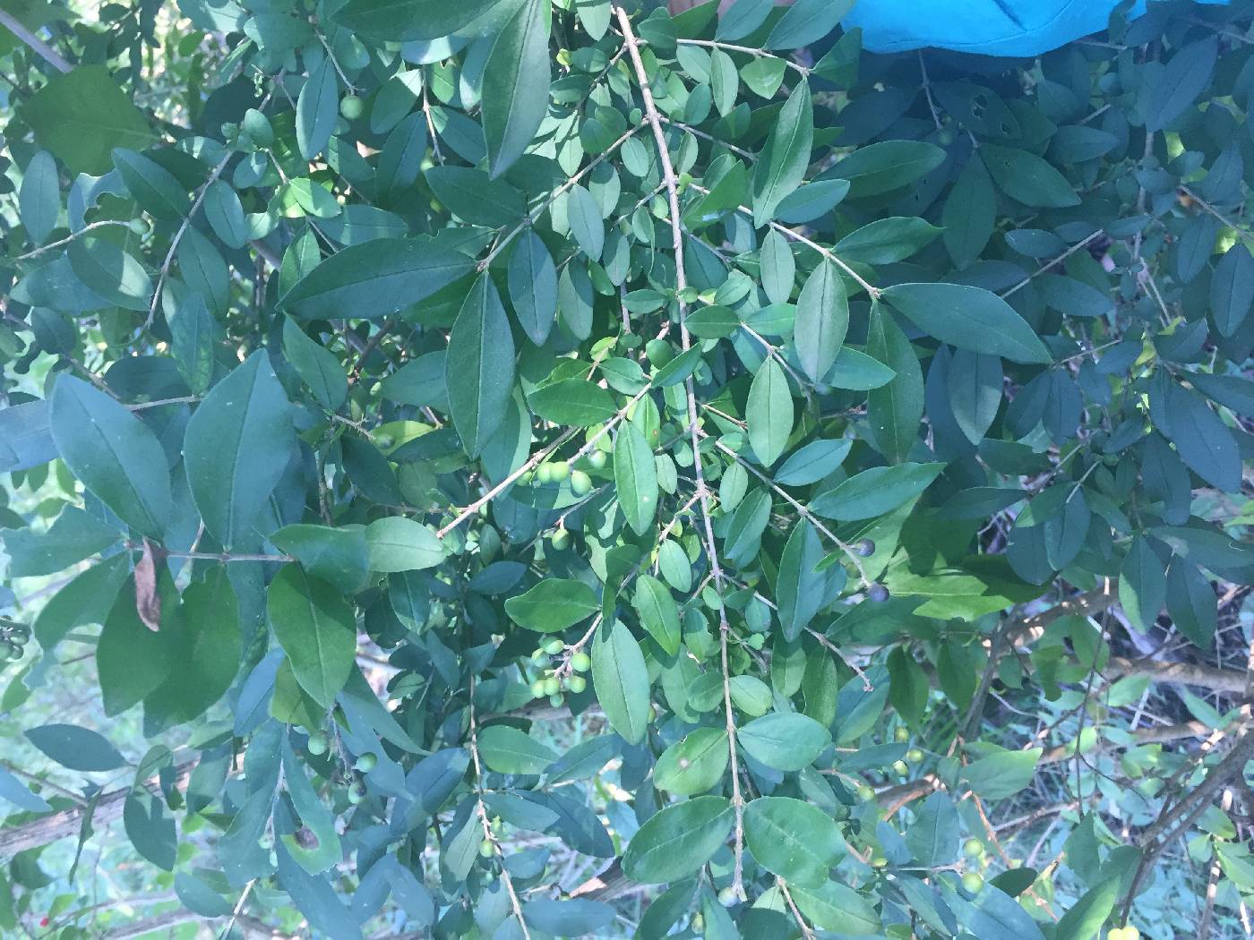 Ligustrum ovalifolium image