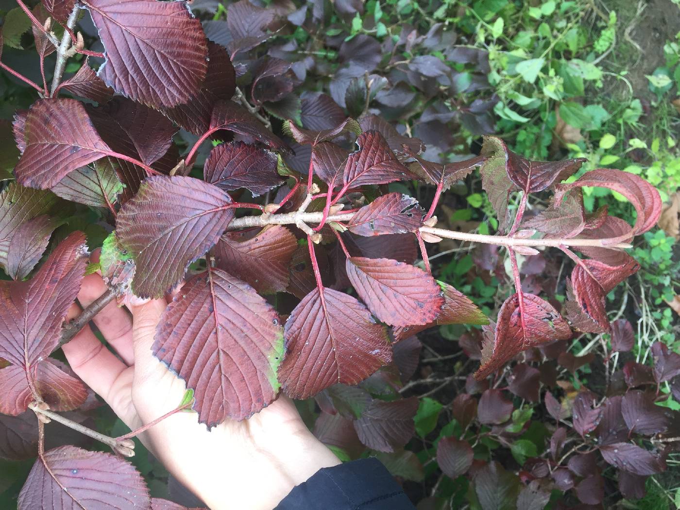 Viburnum plicatum image