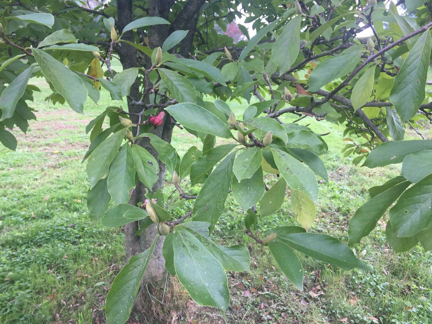 Magnolia soulangeana image