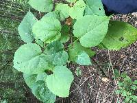 Catalpa speciosa image