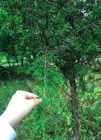 Juniperus virginiana image