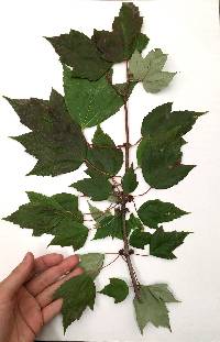 Acer rubrum image