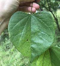 Cercis canadensis image