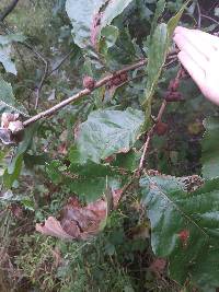 Quercus bicolor image