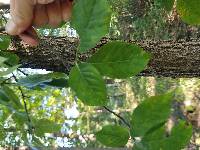 Fagus grandifolia image