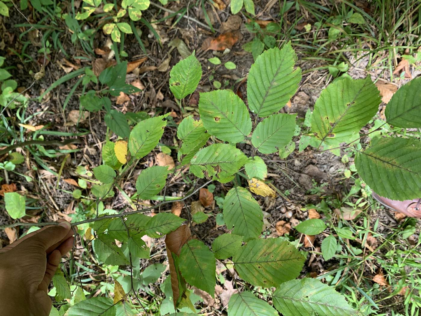 Betula lenta image