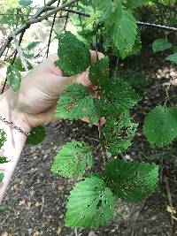 Viburnum dentatum var. lucidum image