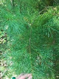 Pinus strobus image