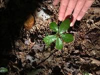 Gaultheria procumbens image