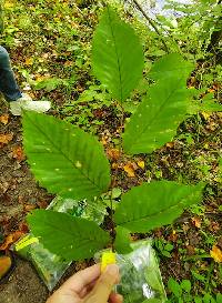 Fagus grandifolia image