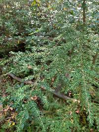 Tsuga canadensis image