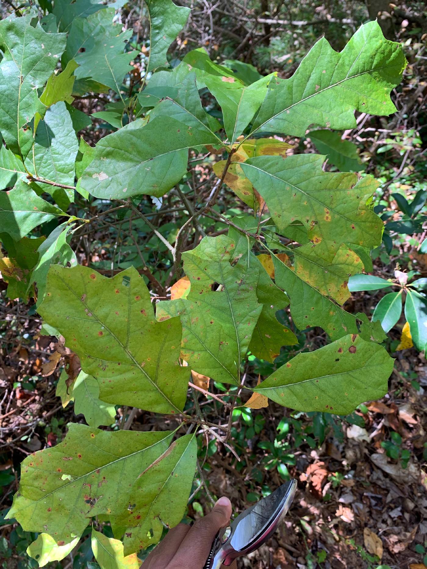 Quercus ilicifolia image