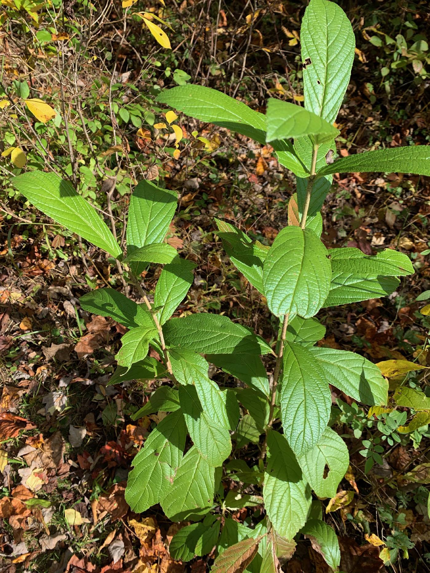 Viburnum sieboldii image