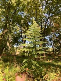 Athyrium filix-femina image