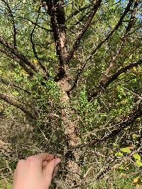 Juniperus virginiana image