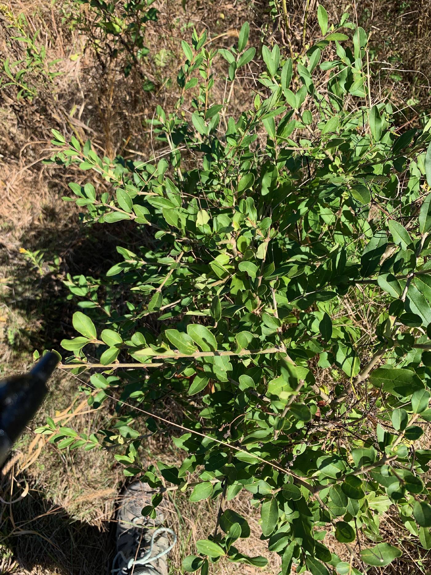 Ligustrum ovalifolium image