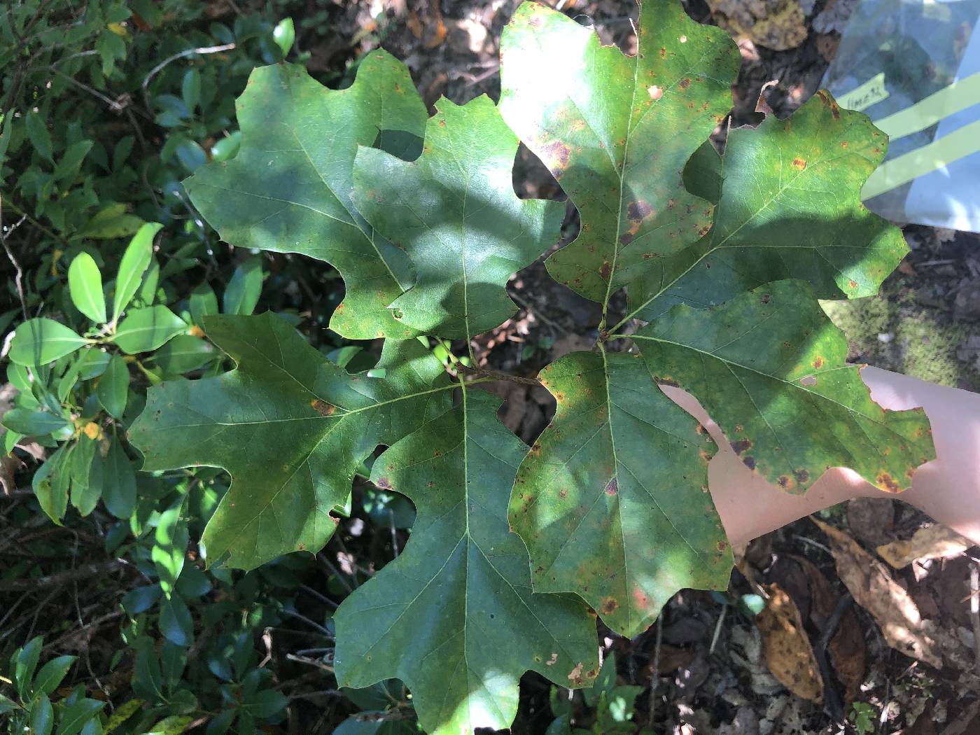 Quercus ilicifolia image