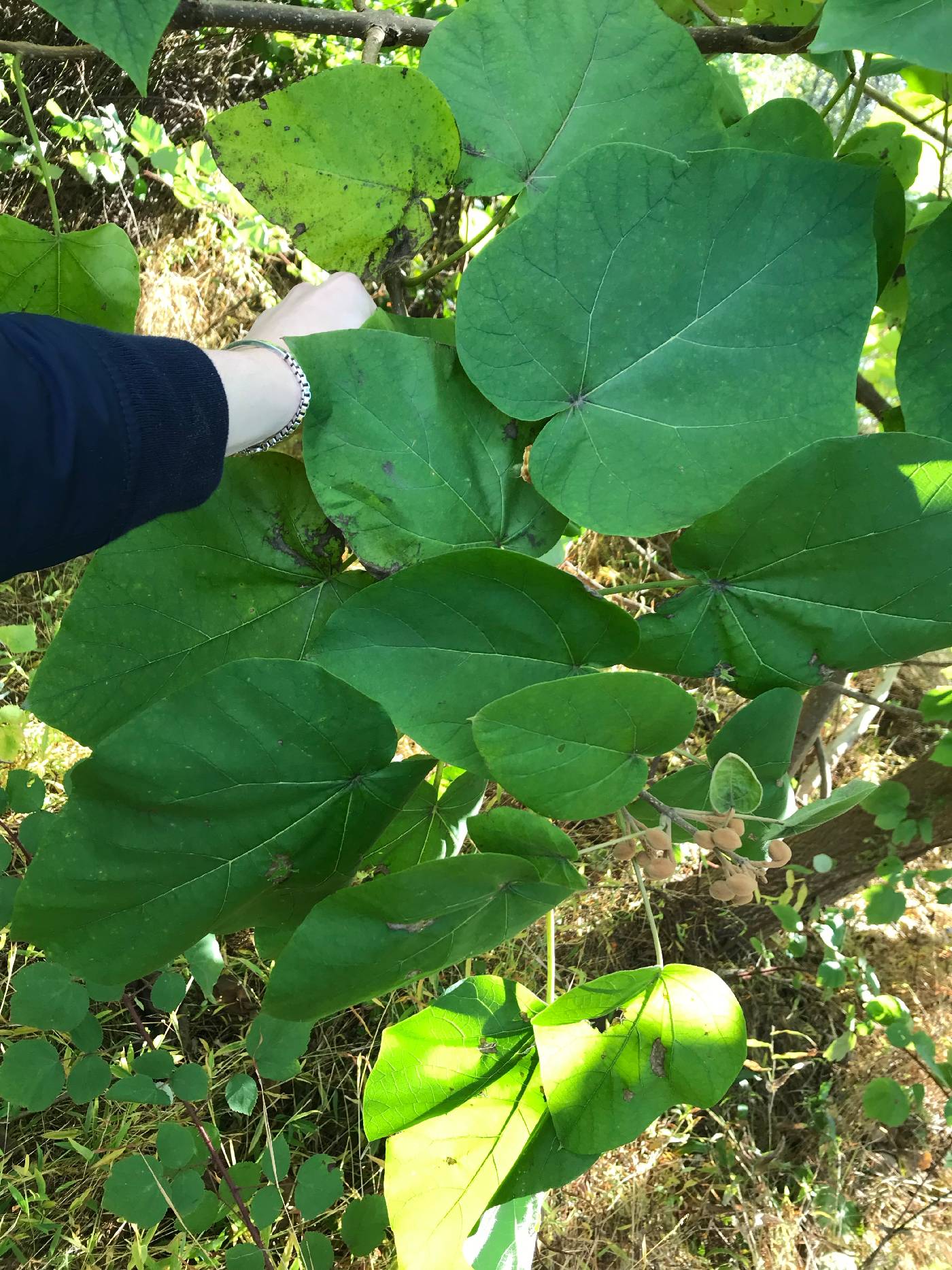 Paulownia tomentosa image