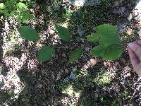 Betula alleghaniensis image