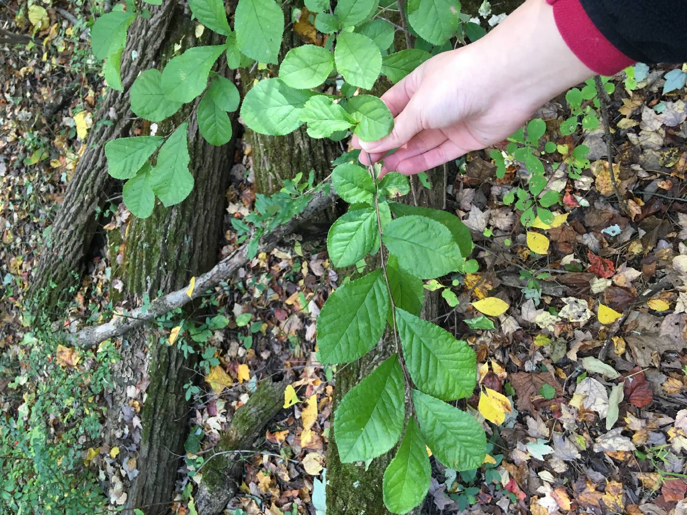 Photinia villosa image