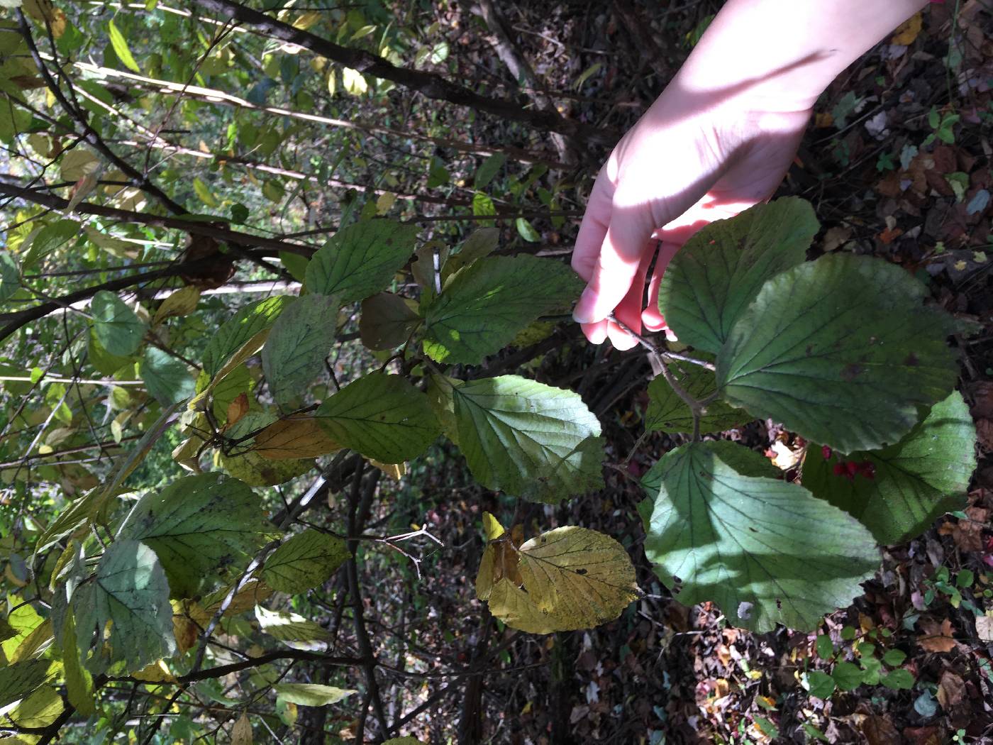 Viburnum plicatum image