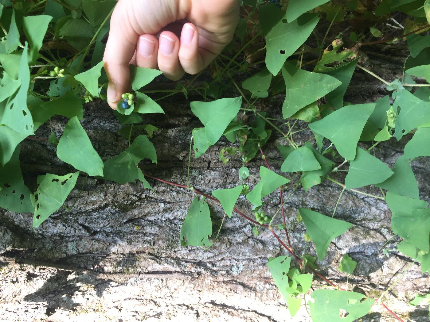 Persicaria perfoliata image