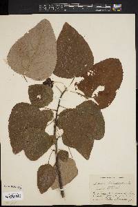 Populus heterophylla image