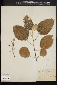 Populus heterophylla image