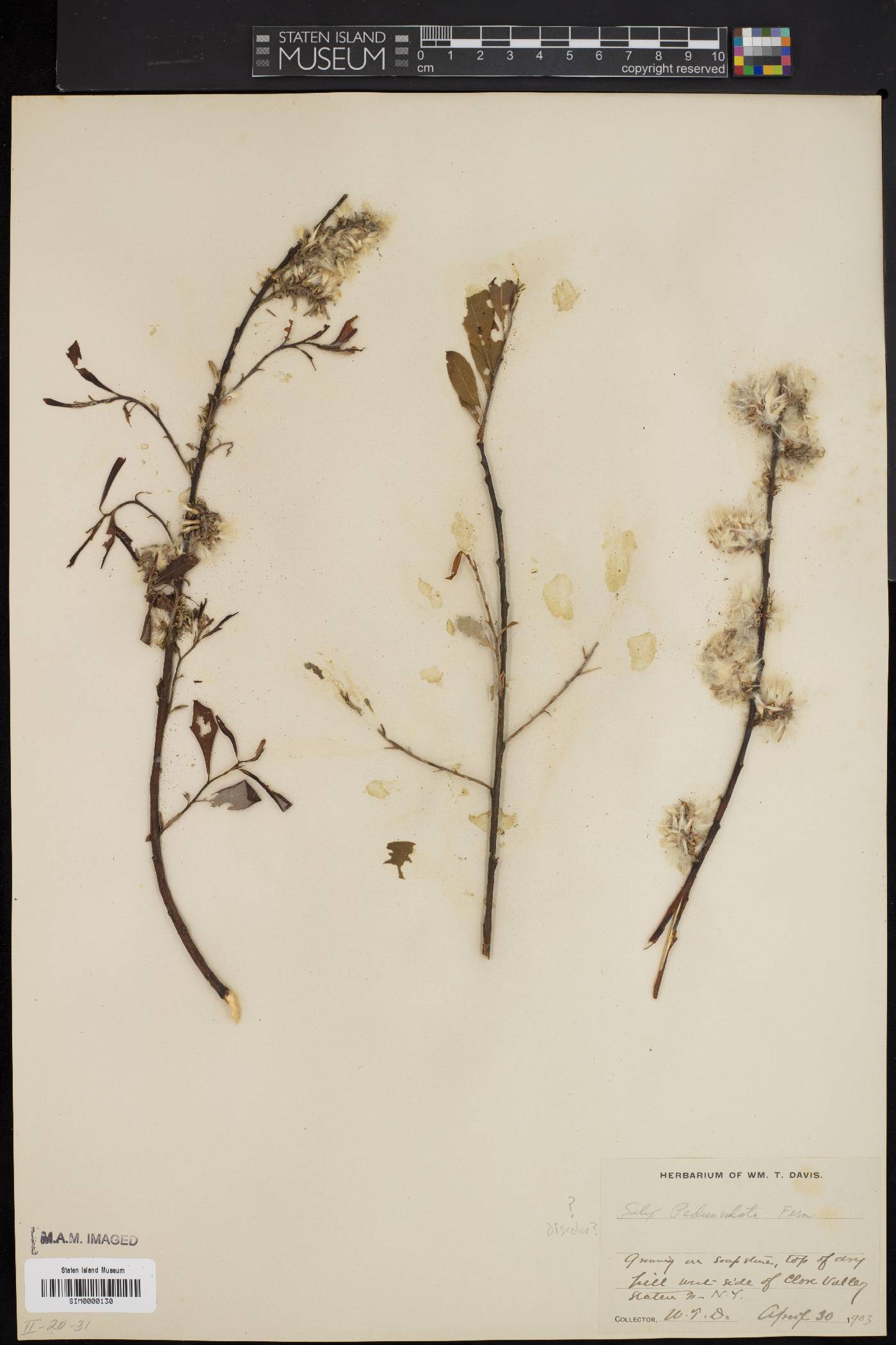 Salix x pedunculata image