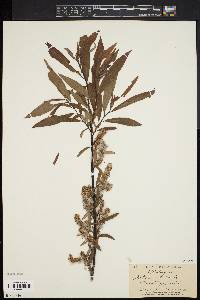 Salix cordata image