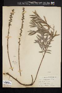 Salix tristis image