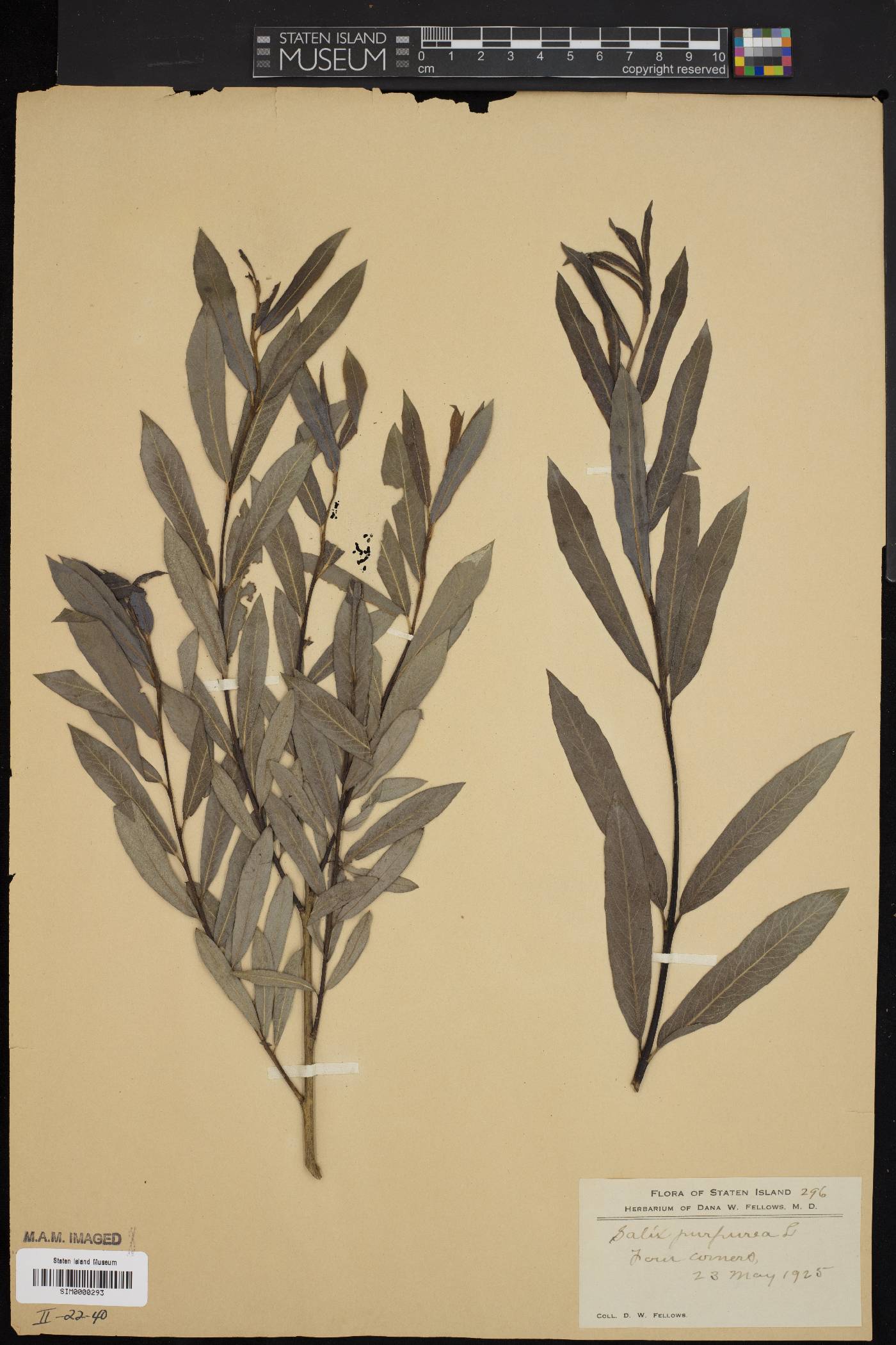 Salix purpurea image