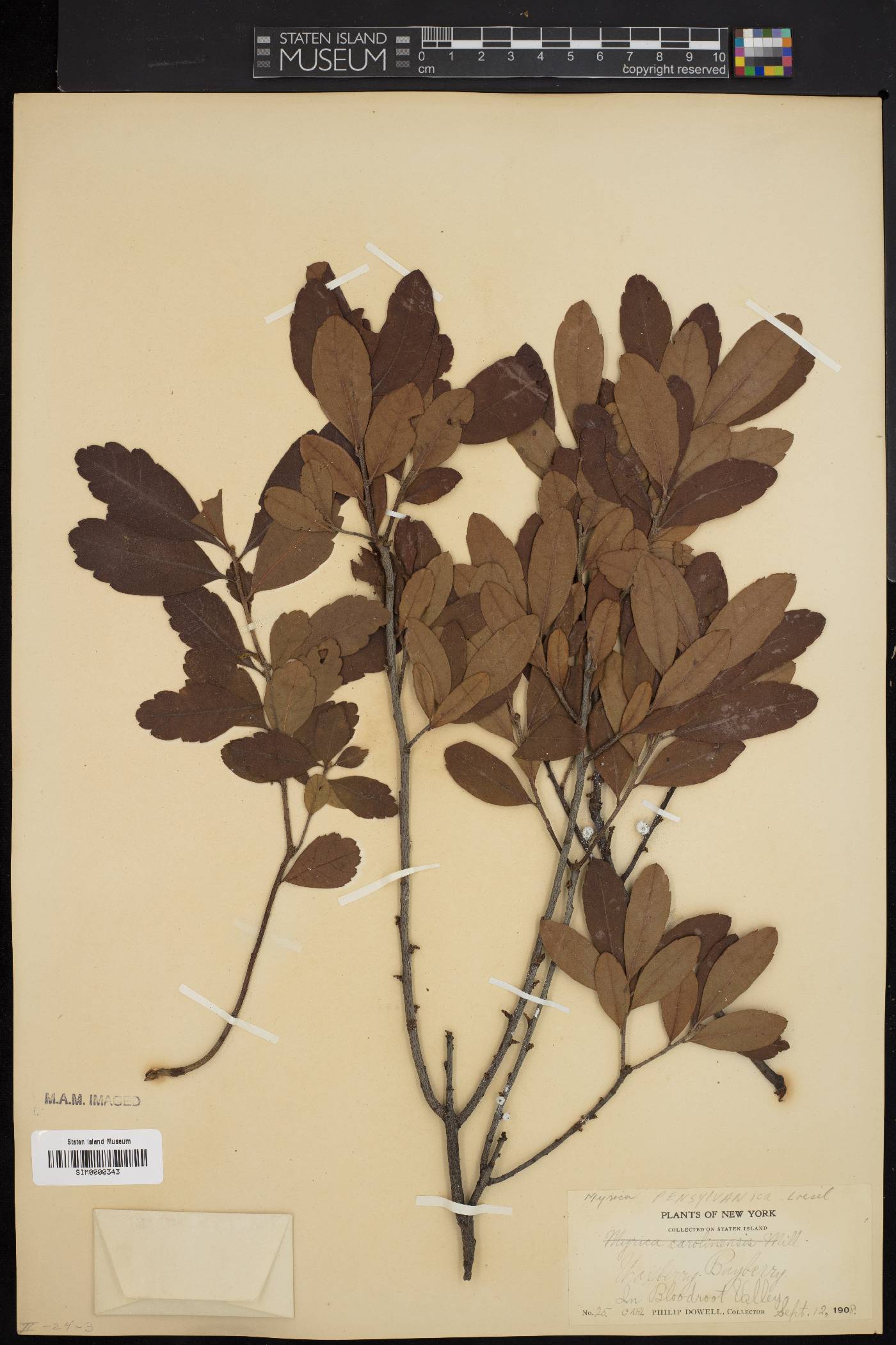 Myrica pensylvanica image