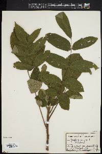 Juglans cinerea image