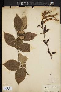 Betula lutea image