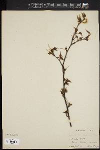 Betula populifolia image