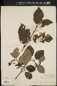 Alnus rugosa image