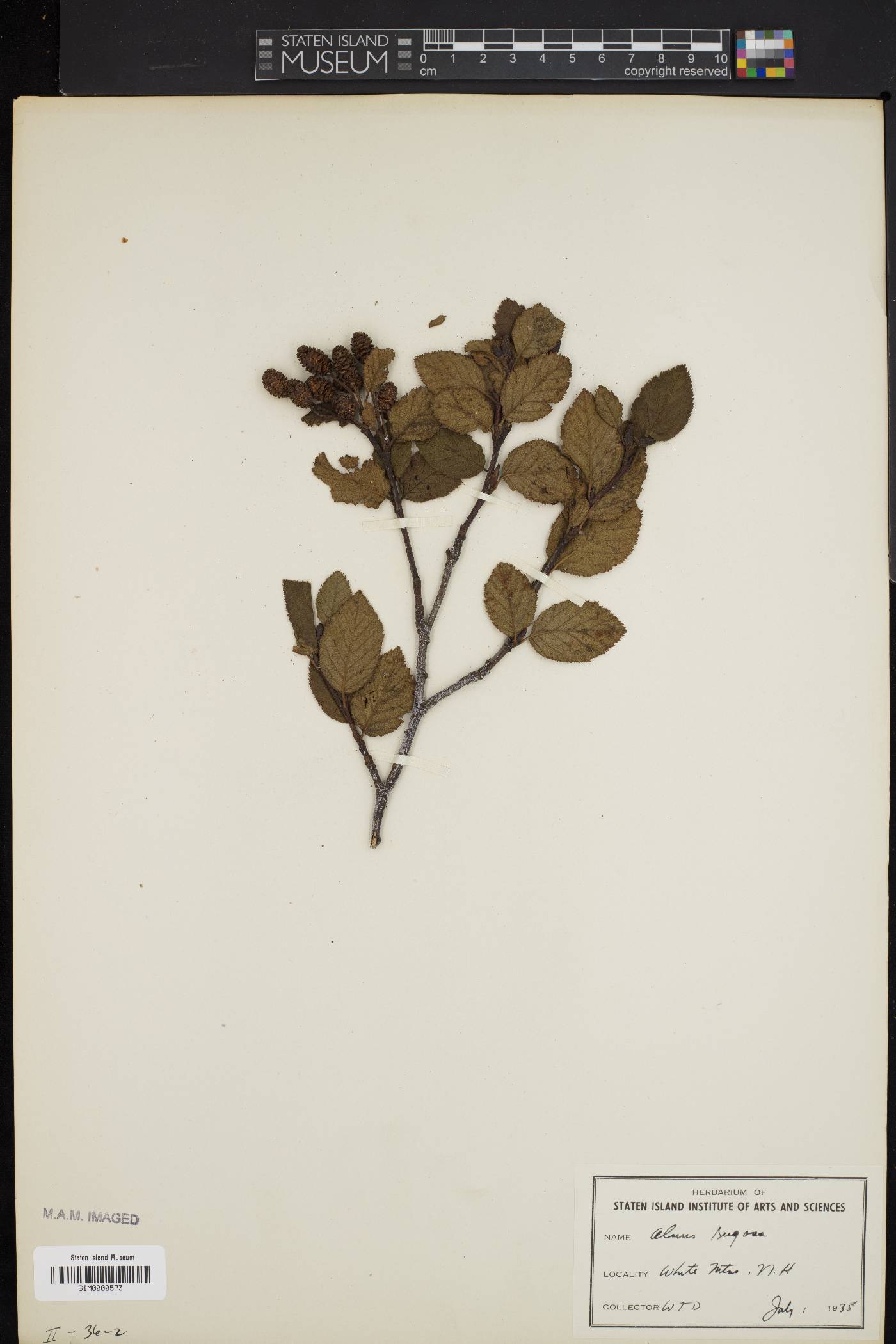 Alnus rugosa image