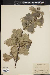 Quercus robur image