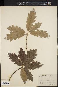 Quercus margaretta image