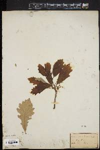 Quercus bicolor image