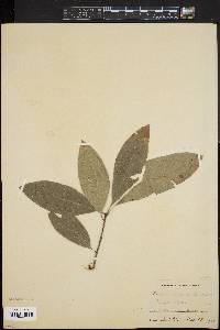 Quercus imbricaria image