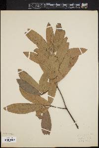 Quercus cinerea image