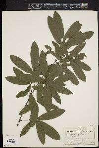 Quercus phellos image