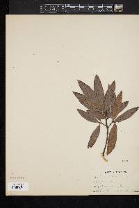 Quercus phellos image