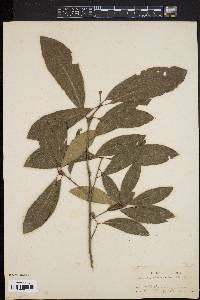 Quercus laurifolia image